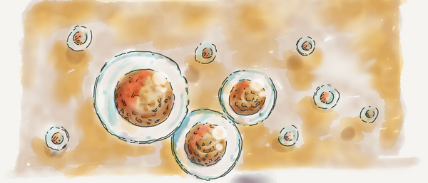 How to Boost Your Cellular Health and Improve Your Healthspan