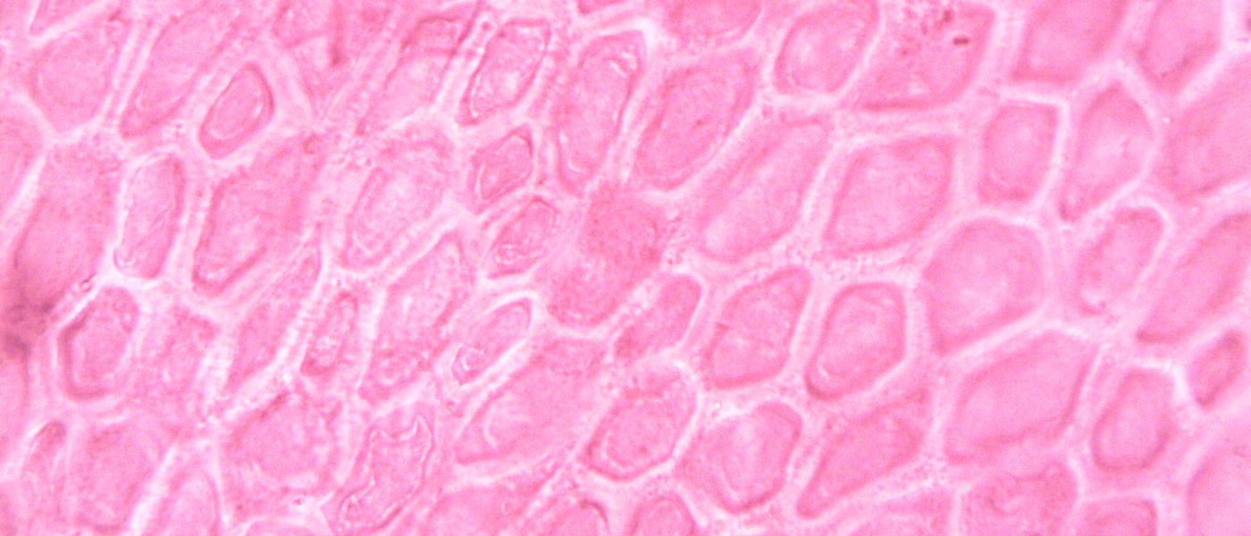 What is Lipid Replacement Therapy & What Can It Do for Your Health? background image