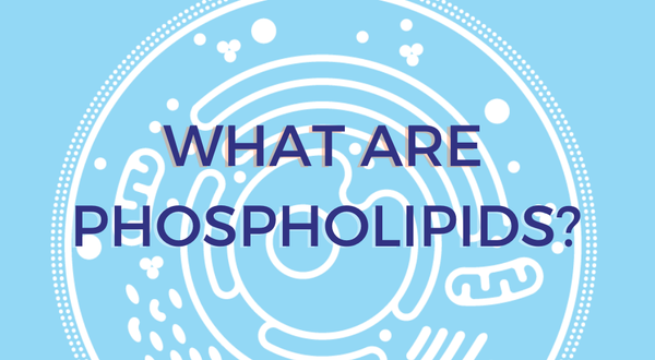 What are phospholipids