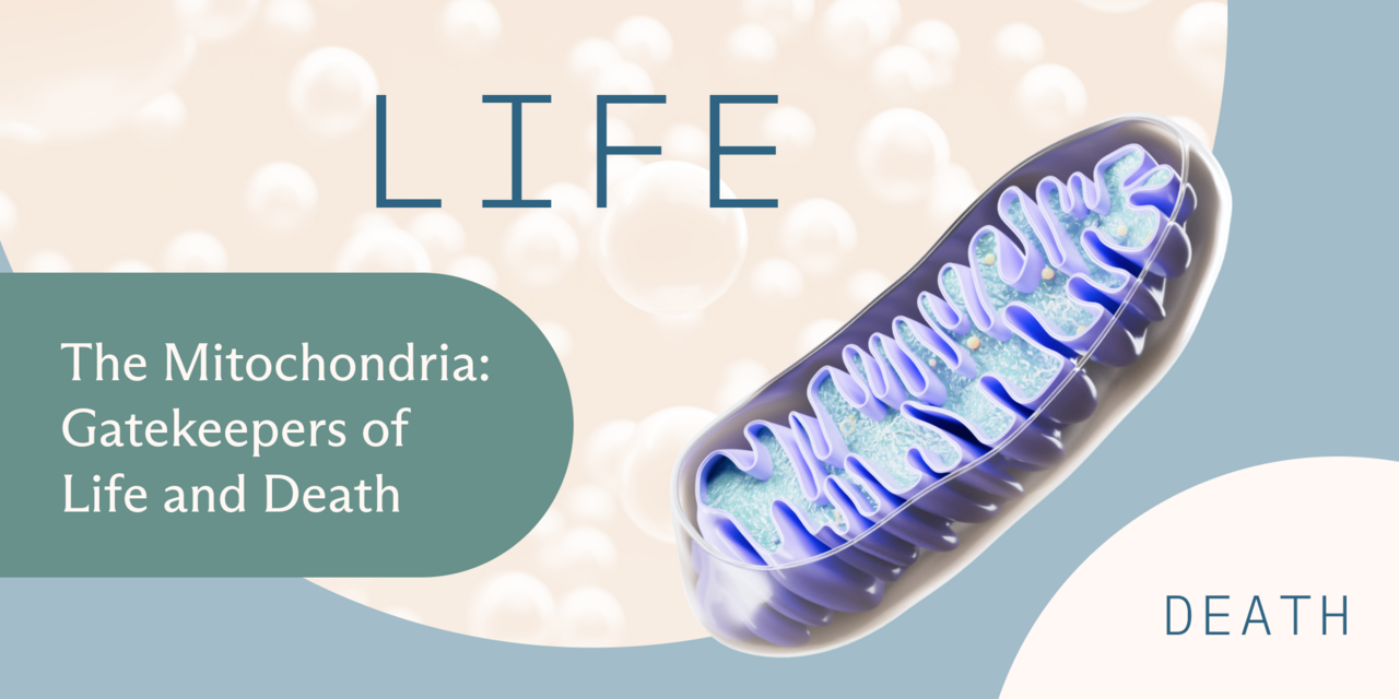 The Mitochondria: The Gatekeepers of Life and Death background image