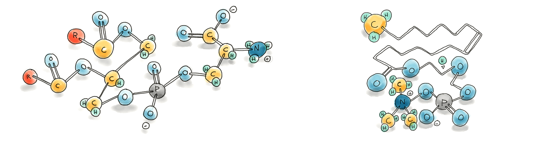 Phosphatidylcholine vs Phosphatidylserine: Which Phospholipid Is Right for You? background image
