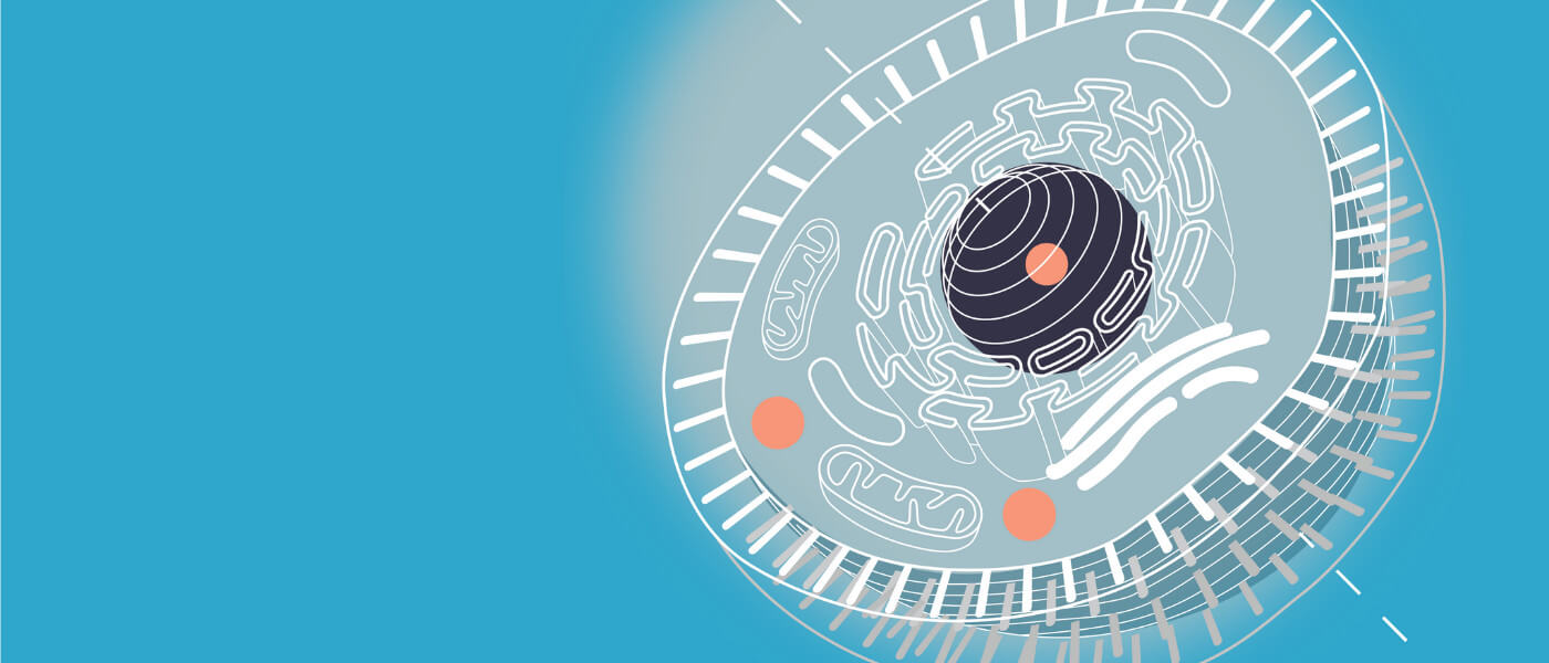 8 Benefits of Phospholipids for Your Health and Longevity* background image