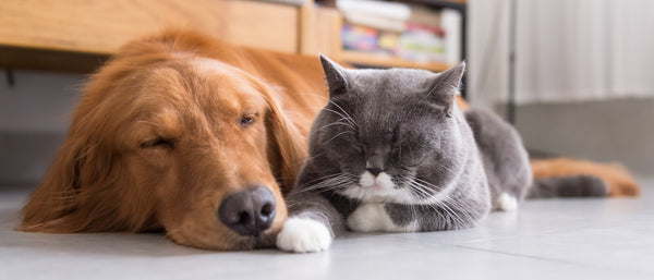 Pet Vitamins: The Beginner’s Guide to Dog and Cat Supplements