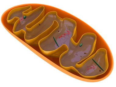 Mighty Mitochondria… and Cardiolipin, Too