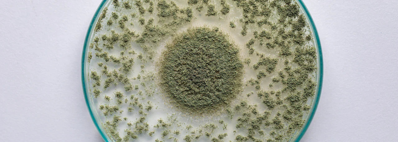 How Mold and Mycotoxins Damage Your Cells (and What to Do About It) background image