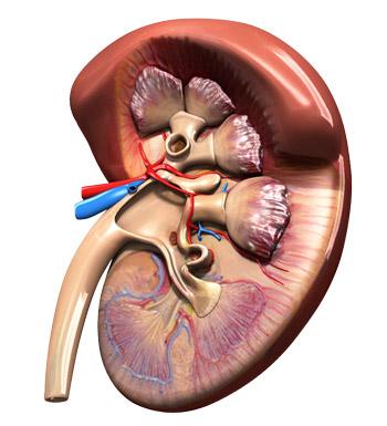 The Importance of Healthy Kidneys