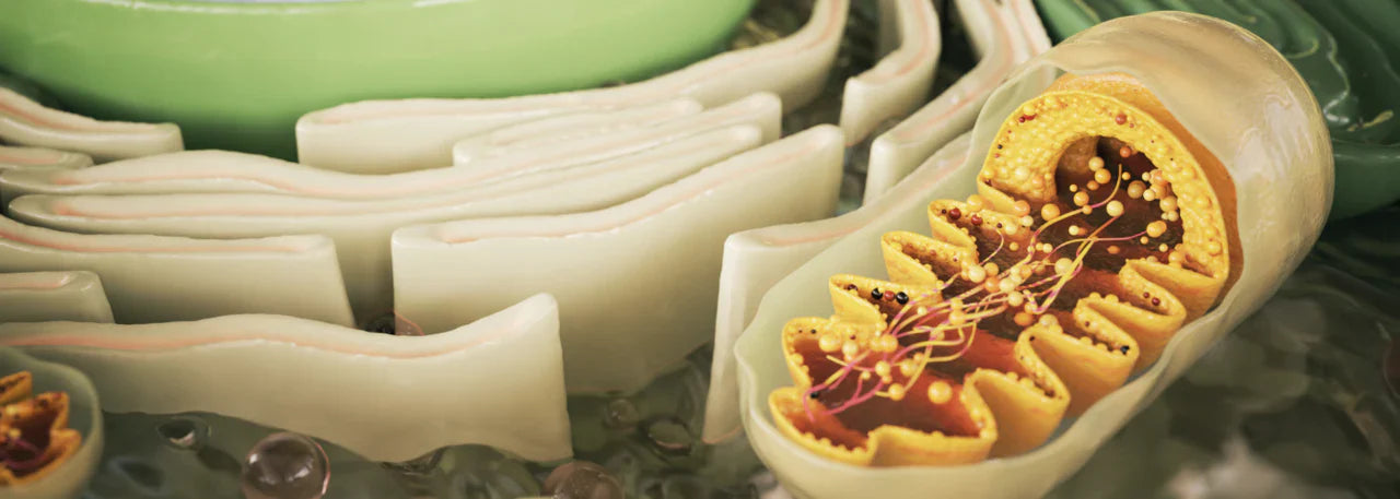 The Science Behind Cellular Health Supplements background image