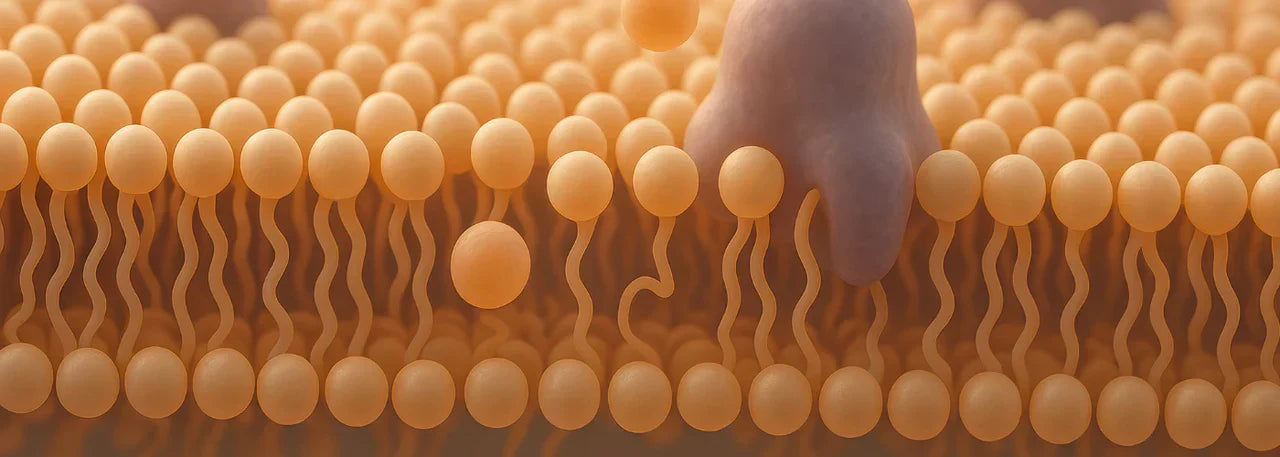 Inflammation Is Not the Enemy: Why Membrane Integrity Determines Immune Balance background image