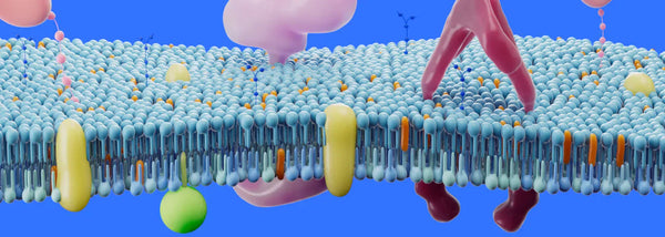 Why the Structure of BodyBio PC Matters