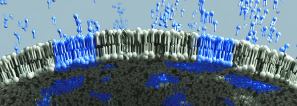 The Missing Link in Longevity: Repair the Cell First, Everything Else Follows