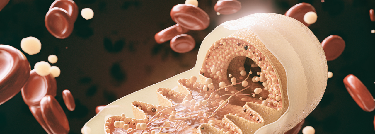 The Mitochondria-Brain Connection: Why Cellular Energy Powers Mental Clarity background image