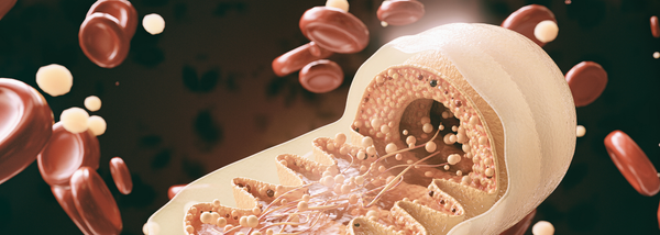 The Mitochondria-Brain Connection: Why Cellular Energy Powers Mental Clarity