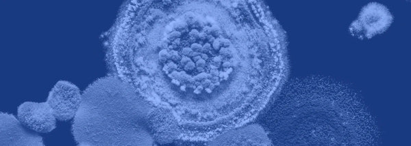 Understanding Mould Exposure: A Cellular Perspective on Supporting Health During Environmental Exposure