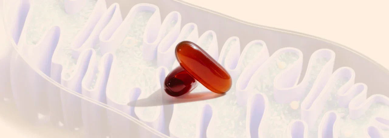 Why PC is at the Core of Mitochondrial Health — Fix the Membrane, Energy Follows background image