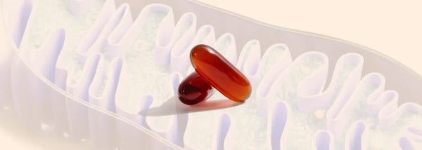Why PC is at the Core of Mitochondrial Health — Fix the Membrane, Energy Follows