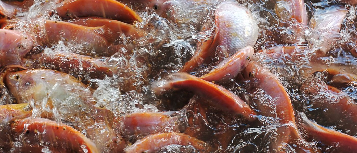 The Problem With Fish Oil: How Rancid & Overprescribed Omega-3s Impact Your Health background image